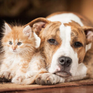 Animaux