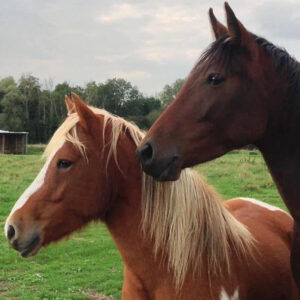 Chevaux